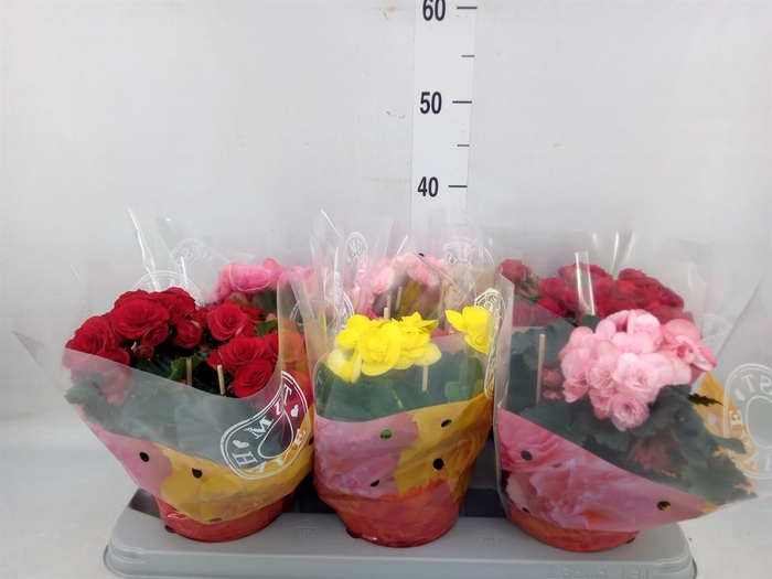 <h4>Begonia elat. DU ...mix</h4>
