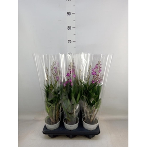 Dendrobium 'Berry Oda'