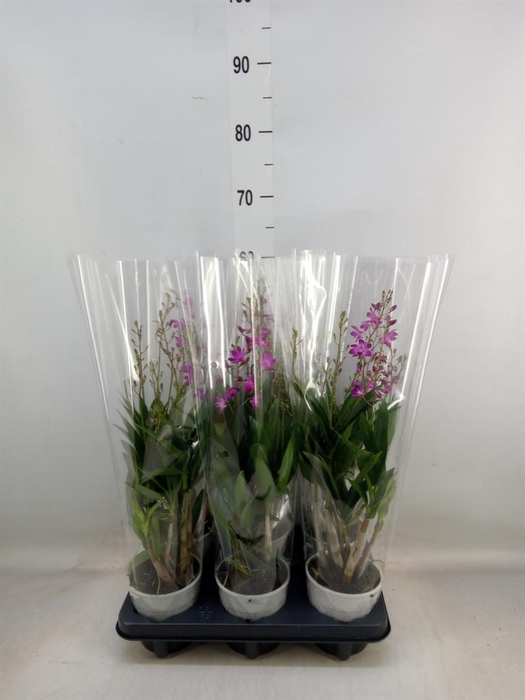 <h4>Dendrobium  'Berry Oda'</h4>
