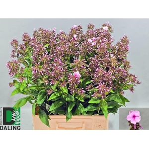 PHLOX P BRI EYES