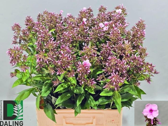<h4>PHLOX P BRI EYES</h4>