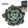 Echeveria Green Velvet Cutflower Wincx-8cm
