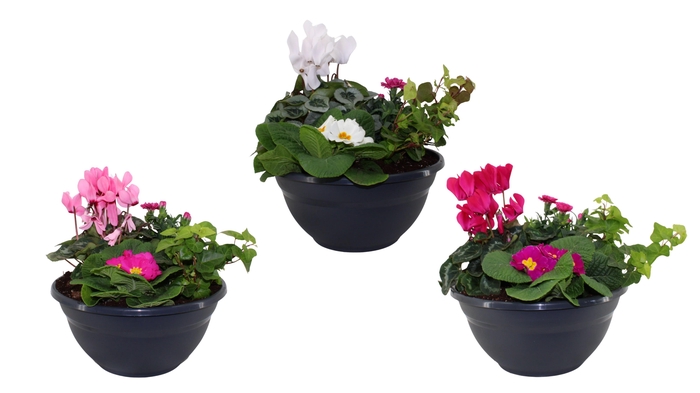 <h4>Arrangementen in 27 cm schaal</h4>