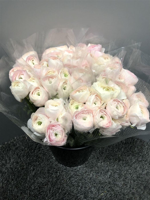 <h4>Ran Clooney Hanoi</h4>