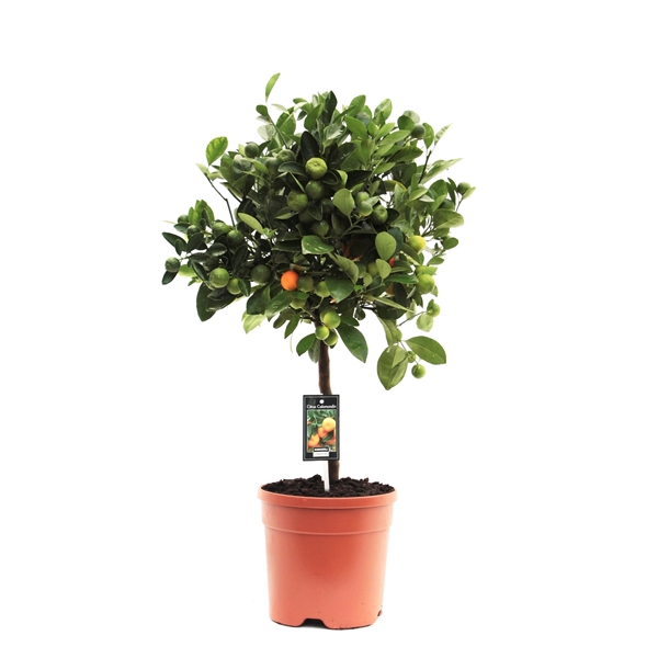 <h4>Citrus Calamondin</h4>