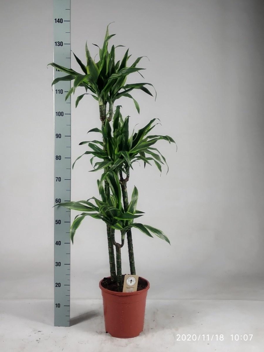 <h4>DRA DE LEMON LIME</h4>