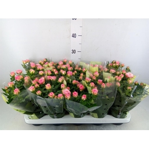 Rosa  'Carousel Kordana'