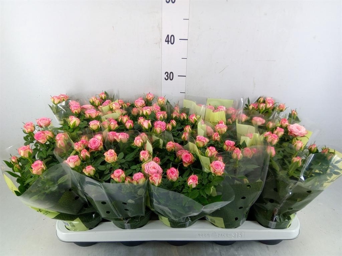 <h4>Rosa  'Carousel Kordana'</h4>