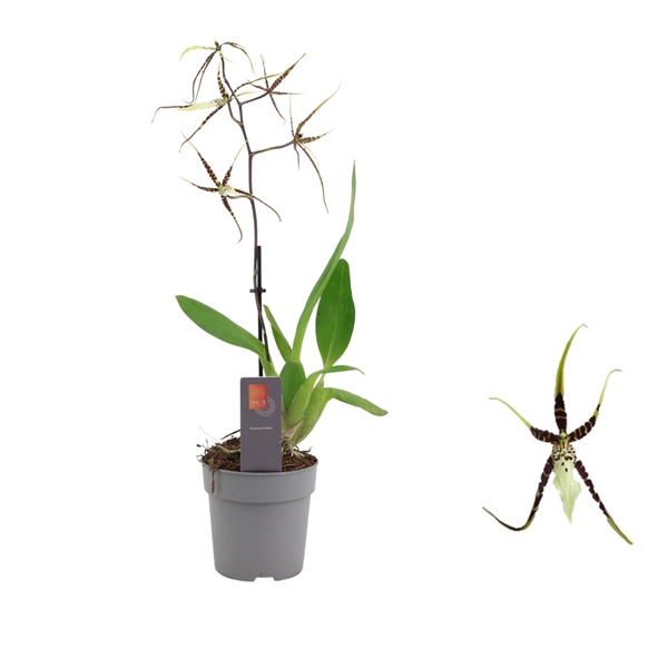 <h4>Inca Brassia Toscane 1 spike</h4>