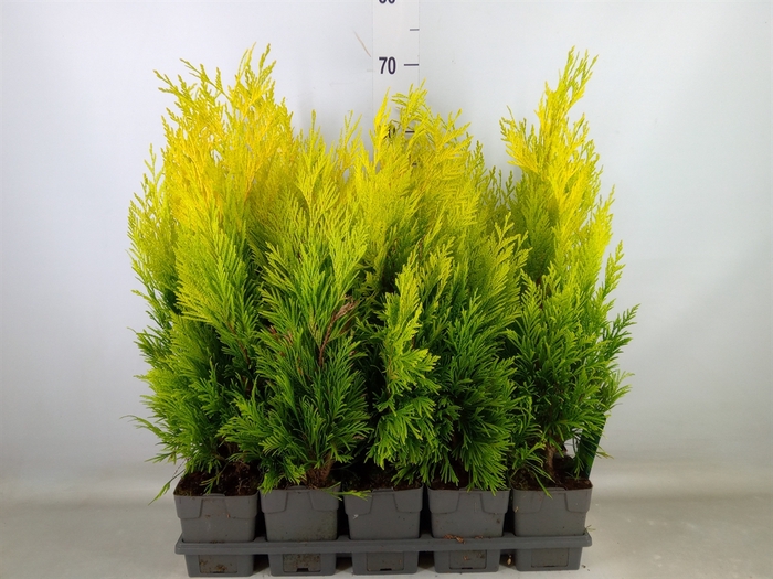 <h4>Thuja plicata 'Goldy'</h4>