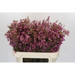 Chamelaucium Painted Lady