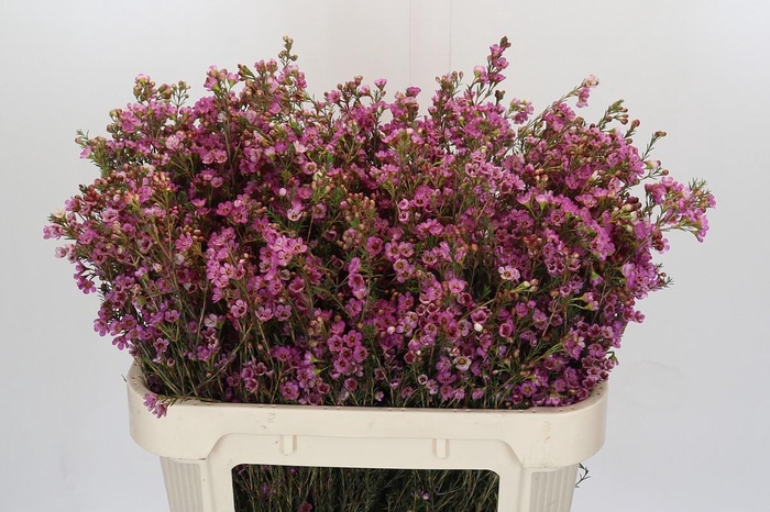 <h4>Chamelaucium Painted Lady</h4>