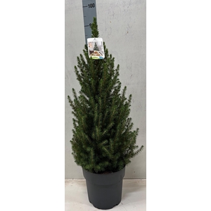 PICEA GL CONICA