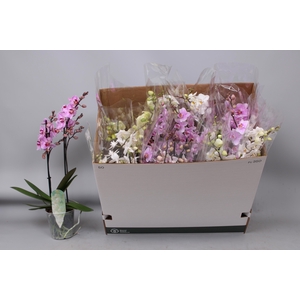 PHAL MF GEM 5 KL