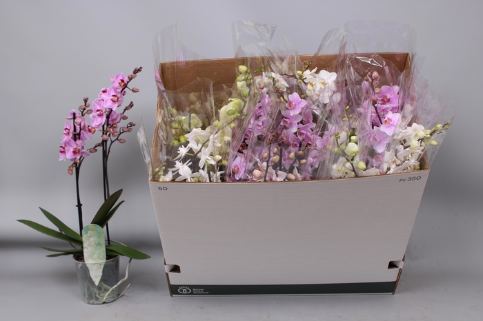 <h4>PHAL MF GEM 5 KL</h4>