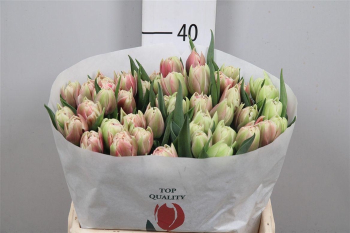 <h4>Tu Du Innocence</h4>