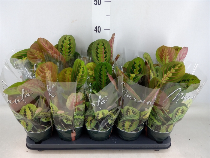 <h4>Maranta leuc. 'Fascinator'</h4>