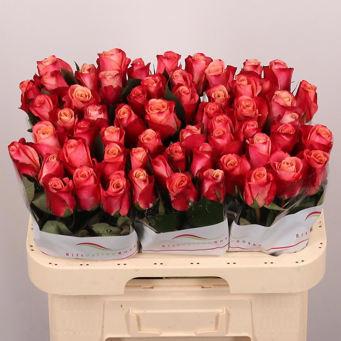 <h4>R GR HELENE</h4>