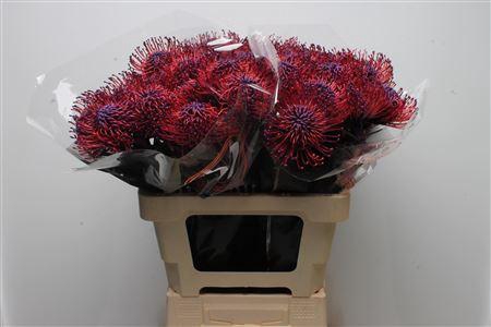 <h4>Leuco Klbh Donker Lila</h4>