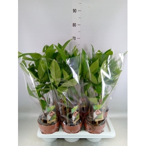 Pachira aquatica
