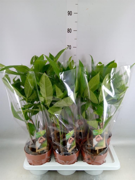 <h4>Pachira aquatica</h4>