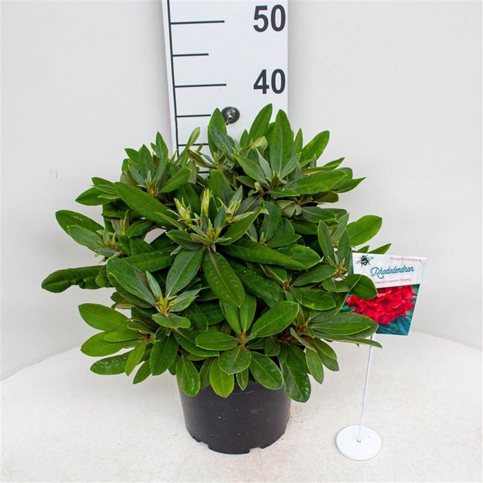 <h4>Rhododendron (Y) 'Dopey'</h4>