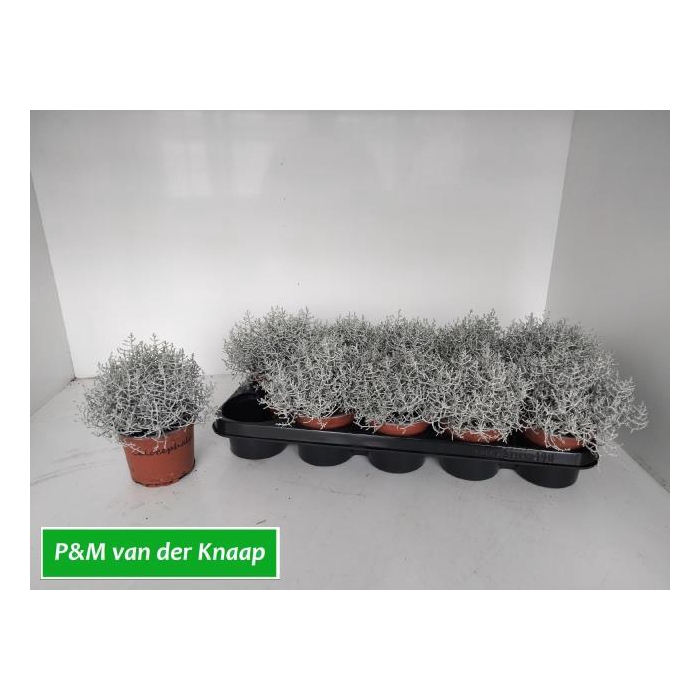 <h4>Leucophyta brownii (Calocephalus) 12Ø 25cm</h4>