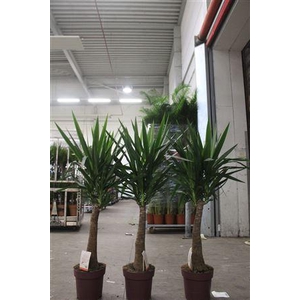 Yuc Elephantipes ** P27 150cm **