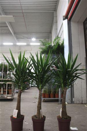 <h4>Yuc Elephantipes ** P27 150cm **</h4>