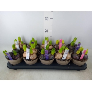 Hyacinthus orie. 'Pearl'  ...mix  4
