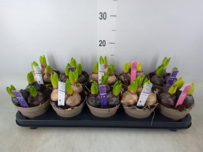 <h4>Hyacinthus orie. 'Pearl'  ...mix  4</h4>