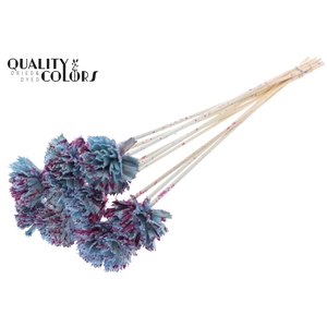Shola Karnish Flower 6cm on stem Splashed Light Blue/Cerise