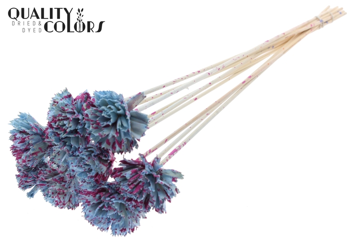 Shola Karnish Flower 6cm on stem Splashed Light Blue/Cerise