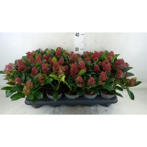 Skimmia jap. 'Rubella'