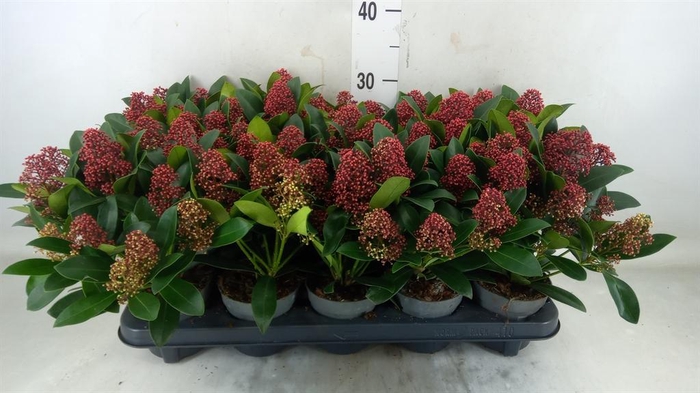 <h4>Skimmia jap. 'Rubella'</h4>