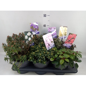 Rhododendron   ...dwarf shapes