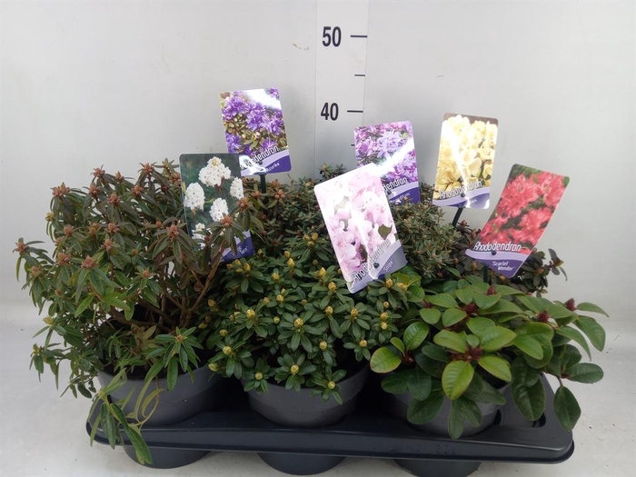 <h4>Rhododendron ...dwarf shapes</h4>