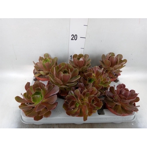 Aeonium arboreum 'Velours'