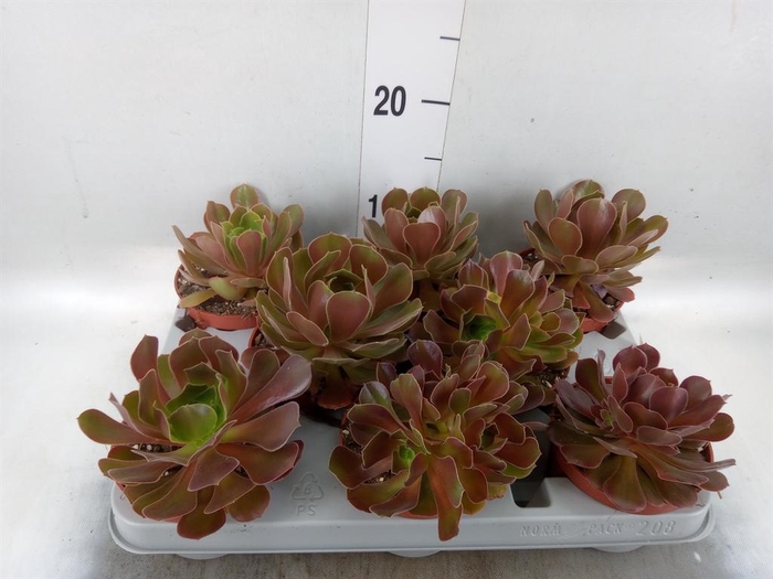 <h4>Aeonium arboreum 'Velours'</h4>
