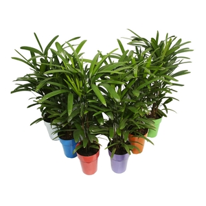 PALMEIRA RAPHIS P17