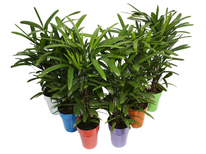 <h4>PALMEIRA RAPHIS P17</h4>