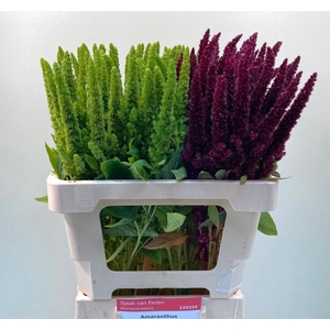 Amaranthus Mix Sjaak Van Eeden