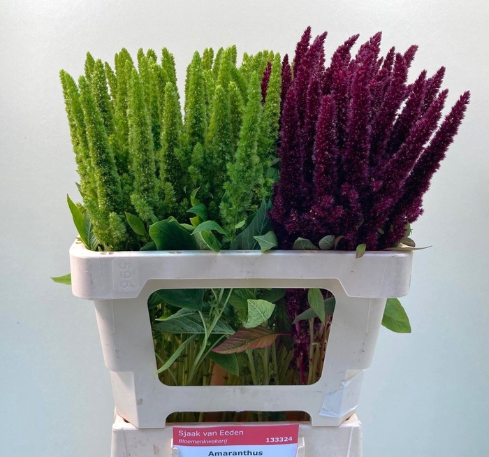 <h4>Amaranthus Mix Sjaak Van Eeden</h4>