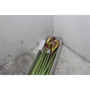 Hipp Co Twinkle Star