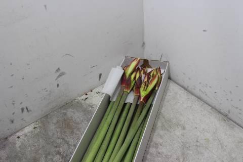 <h4>Hipp Co Twinkle Star</h4>