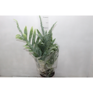 PHLEBODIUM BLUE STAR P17