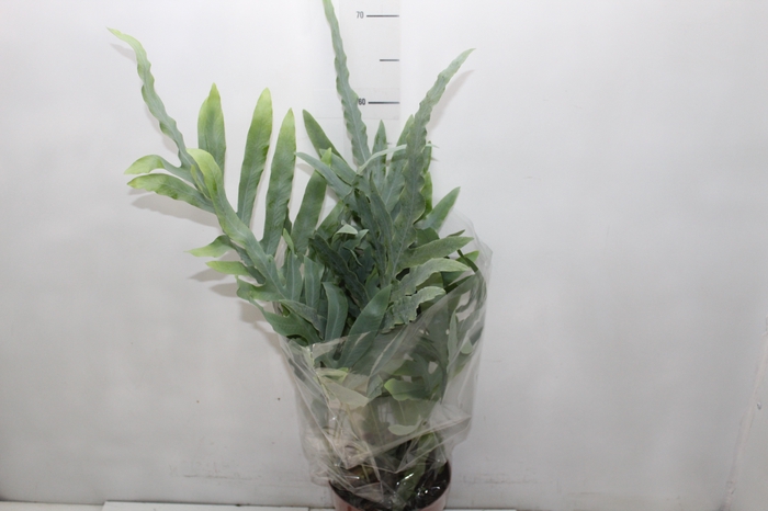 <h4>PHLEBODIUM BLUE STAR P17</h4>