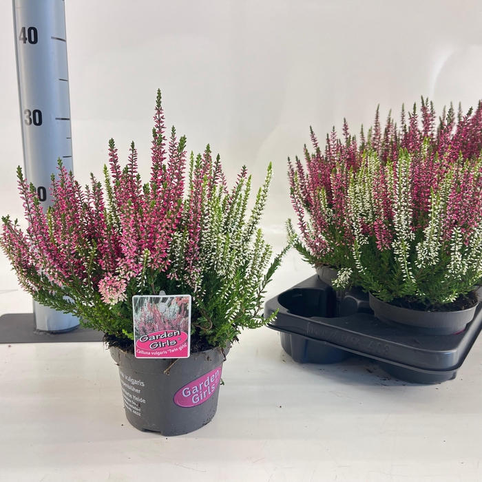 <h4>Calluna vulg. 'Twin Girls' (gg) PBR</h4>