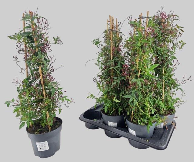 <h4>JASM POLYANTHUM RZ</h4>