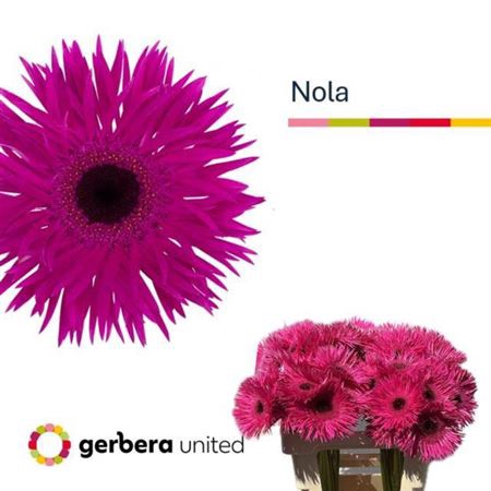 <h4>Ge Gs Spider Nola</h4>